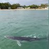 The whale was spotted at Bundeena wharf  on Monday. SOURCE:  Cronulla & National Park Ferry Cruises