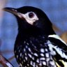 Wings and a prayer ... the regent honeyeater.