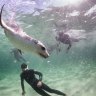 Playing with sea lions with Baird Bay Ocean Eco Experience.