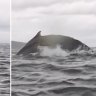 A humpback whale briefly swallowed a kayaker off Chilean Patagonia before quickly releasing him unharmed.