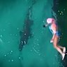 The birds-eye view from a drone reveals endangered grey nurse sharks close to swimmers and the shore.
