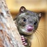 Shy guest ... a Cape Otway sanctuary offers hope for the endangered tiger quoll. 