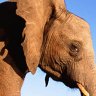 Park survival ... elephant numbers have risen in Kruger National Park.