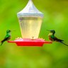 Hummingbirds are fed honeywater at the lodge's feeding station.