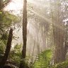 North by north-west ... sunlight filters to the forest floor in the Tarkine.