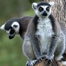 Ring-tailed Lemurs.