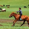 A shepherd tends his flock in Orkhon Valley, Ovorkhangai district, Mongolia.