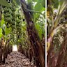 Vision filmed days ago and on Friday morning lay bare the impact of Severe Tropical Cyclone Narelle on Carnarvon's banana crops. (Credit: Doriana Mangili)