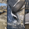 Bird flu has killed more than 30,000 South American sea lions, 17,000 southern elephant seals, numerous porpoises, dolphins and otters, and more than 650,000 native birds.