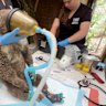 For bushfire-affected koalas, the prognosis is often bad. The vet team at Wildlife Victoria treat burnt koalas with the best care possible.