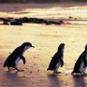 Penguins at sunset on Phillip Island.