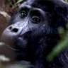 Gorillas in your midst ... Uganda recognised the potential of gorilla tourism many years ago.