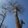 ‘This trunk is exceptional’ said forestry officials of a particular oak, as they are seeking trees to rebuild Notre Dame after it was destroyed by fire.