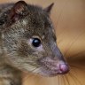 Tiger Quoll.