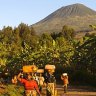 Volcanoes National Park, Rwanda.