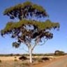 Beacon, Western Australia