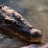 Social media videos show a large crocodile in the river where a NSW man went missing.