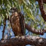 A red goshawk nest has been discovered deep in the Kimberley.
Credit: Trade Creative