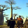 Original Madagascar ... a zebu chariot flanked by baobabs.