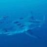 Divers captured underwater footage of the shark in the Mediterranean for the first time recently off the coast of Sicily, Italy.