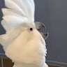 Scientists from Charles Sturt University have identified 17 new dance moves and 30 distinct dance moves performed by cockatoos.