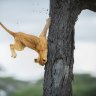 The Comedy Wildlife Photography Awards 2022
Jennifer Hadley
Raleigh
United States

Title: Not so cat-like reflexes
Description: This 3 month old cub and his sibling were in a tree. The other lionesses were in other trees and on the ground. He wanted to get down and walked all over the branches looking for the right spot and finally just went for it. It was probably his first time in a tree and his descent didn't go so well. He was just fine though after landing on the ground. He got up and ran off with some other cubs.
Animal: Lion
Location of shot: Serengeti Tanzania 
One time use for Traveller only
Please make sure the images are all credited as follows:Â Â© Photographerâs Name / Comedy Wildlife 2022.Â 