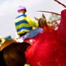 Mounting excitement ... the bright colours of the Albury Gold Cup.