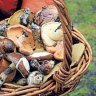 Basket to plate ... wild fungi plucked from the forest. 