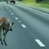 The escaped marsupial snarled traffic as state troopers were forced to shut down Interstate 85.