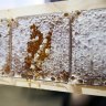 Sweet as: The rise and rise of West Australian honey