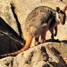 Yellow Footed Rock Wallaby, Flinders Ranges 