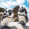 Members of Boulders' penguin colony.