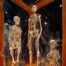 A cabinet showcasing different sized skeletons.
