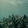 Mass bleaching across the World Heritage-listed Ningaloo Reef on Western Australia's coast has alarmed conservationists, who have described weeping when they witnessed the devastation. (Footage: Ari Balle-Bowness and Anouska Freedman for ACF)