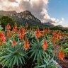 Beautiful flowering aloes in the Kirstenbosch Gardens.