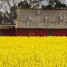 snapped. Pictured - Woolshed near Mortlake, as the canola flowers. 131108RG50. Picture: ROB GUNSTONE