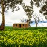 Auburn, Clare Valley, SA.