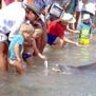 Visitors feed the dolphins on the beach at Monkey Mia