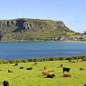 Good to graze ... cattle farms meet the sea, and "the Nut" cliff formation.