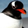 Gentoo penguin, Falkland Islands. Photograph by Kerry Van Der Jagt. 