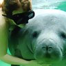 Reef relaxation ... a cuddly manatee.