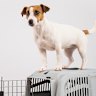 Virgin Australia plans to become the first Australian airline to allow small cats and dogs to fly inside the passenger cabin on certain routes.