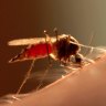 A cocktail of skin odours and carbon dioxide attract mosquitoes to their feasting grounds.