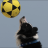 A border collie named Floki plays is a footvolley star, beating Rio beachgoers at their own game.