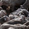 Meat processor, exporter offer to take 60,000 WA sheep left in limbo