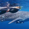 Ningaloo Reef