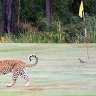 Leopard on golf course in South Africa, Kruger Park. Skukuza golf course. 