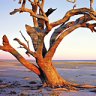 Waterworld ... a ghostly tree on the shore of Menindee Lake.