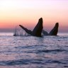 Humpback whales double breaching, Platypus Bay, Fraser Island.