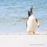 The Comedy Wildlife Photography Awards 2022
Jennifer Hadley
Raleigh
United States

Title: Talk To The Fin!
Description: This was shot on the Falkland Islands. These two gentoo penguins were hanging out on the beach when one shook himself off and gave his mate the snub.
Animal: Gentoo Penguin
Location of shot: Falkland Islands 
One time use for Traveller only
Please make sure the images are all credited as follows:Â Â© Photographerâs Name / Comedy Wildlife 2022.Â 